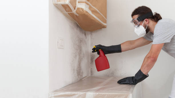Professional Black Mold Removal technician working in Irving, TX