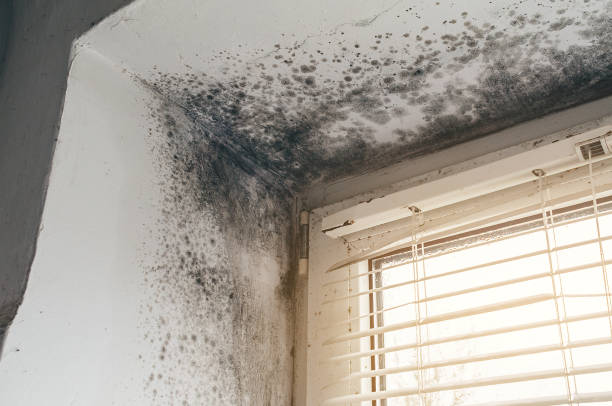 Trusted Black Mold Removal service in Irving, TX - Cheap Mold Removal